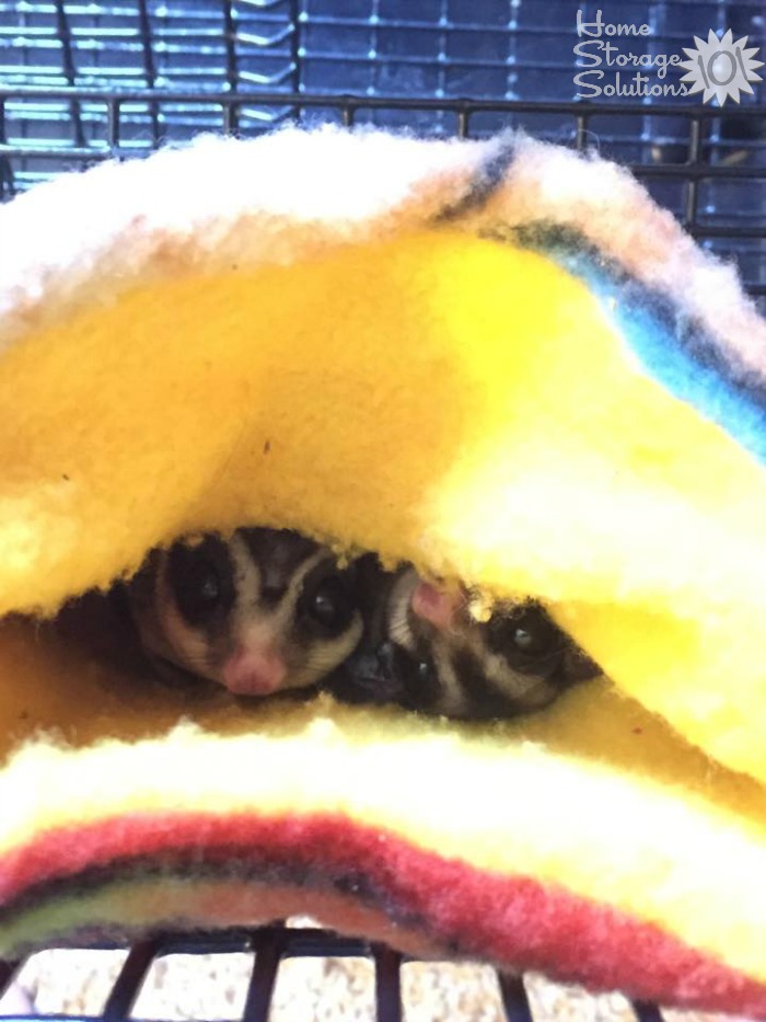 Happy sugar gliders