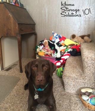 Bella with her pet toys, in a basket {featured on Home Storage Solutions 101}